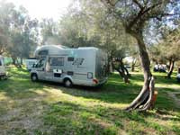 Campen im Olivenhain