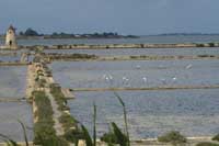 flamingos
