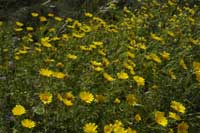 Blüten