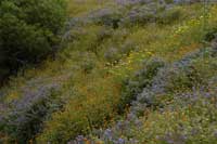 Bluetenmeer