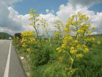 wilder Fenchel
