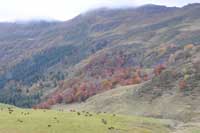 Auvergne