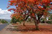 Fambouyant Tree